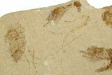 Three Cretaceous Fossil Shrimp - Lebanon #308520-2